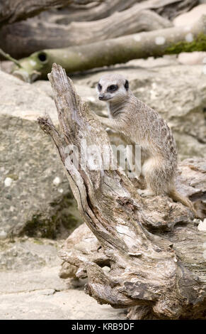 Suricata suricatta. A meerkat in captivity in the UK foraging for food. Stock Photo