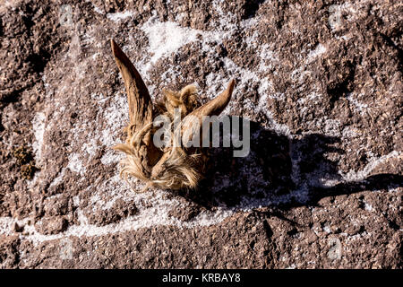 Scull of a goat on a rock in Atlas mountains, Morocco. Stock Photo