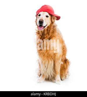 Retriever in hat Stock Photo