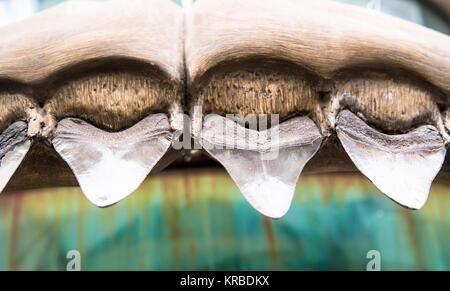 shark teeth Stock Photo