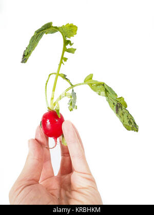 Radish in hand isolated on white Stock Photo