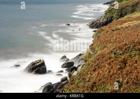 Cormorants stand on rocks near Inch on the Dingle Peninsula on Ireland's west coast. Stock Photo