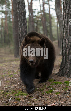 Brown Bear / Braunbaer ( Ursus arctos ) walking through an open forest, close encounter, Europe. Stock Photo