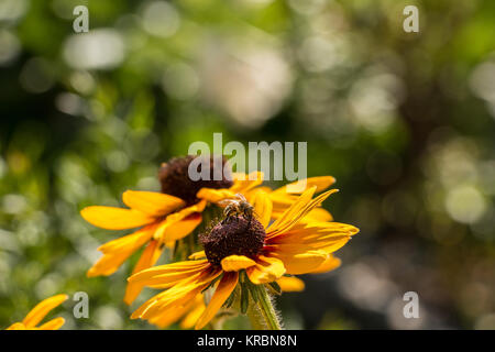 Bee on yellow flowers and green leaves on the green field Stock Photo