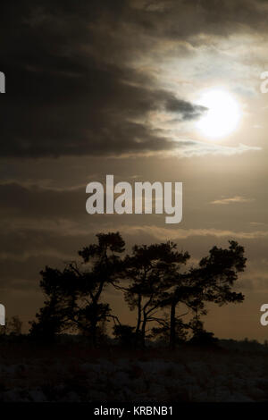 Silhouettes of three Scots pines on a heath in winter Stock Photo