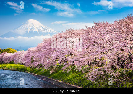 Mt. Fuji, Japan spring landscape. Stock Photo
