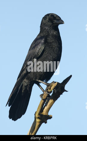 A stunning Carrion Crow (Corvus corone) perched in a branch high in a tree. Stock Photo