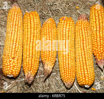 row of six large yellow freshly picked cobs Stock Photo