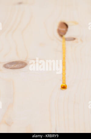 Sap oozing from the pitch pocket of pinewood Stock Photo