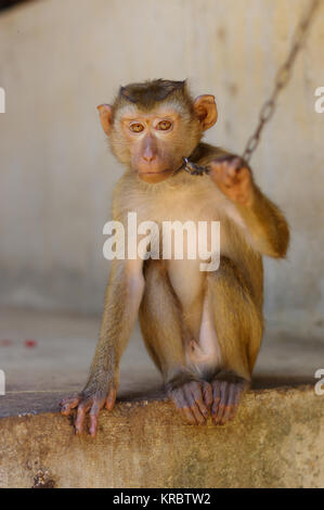 Young brown macaca monkey in Chains in Thailand Stock Photo