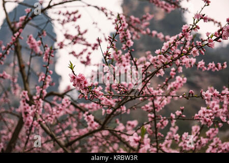 Spring in Zhangjiajie National Park in China. Stock Photo