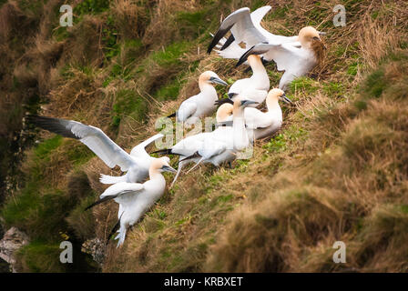 A flock of Northern Gannets, Morus bassanus, gathering nesting material at Bempton Cliffs Nature Reserve, Yorkshire, England. March 2010 Stock Photo