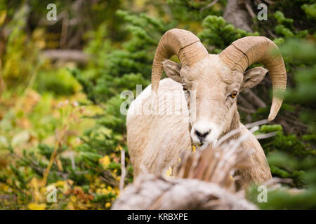 Healthy Male Ram Bighorn Sheep Wild Animal Montana Wildlife Stock Photo