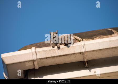 Two young squirrels on the roof: peeking over the gutter as they leave their nest in the attic of my house. Urban wildlife, Sheffield, UK Stock Photo