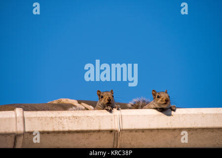 Two young squirrels on the roof: peeking over the gutter as they leave their nest in the attic of my house. Urban wildlife, Sheffield, UK Stock Photo