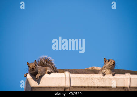 Two young squirrels on the roof: peeking over the gutter as they leave their nest in the attic of my house. Urban wildlife, Sheffield, UK Stock Photo