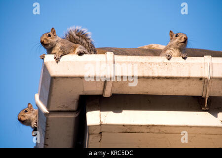 Two young squirrels on the roof: peeking over the gutter as they leave their nest in the attic of my house. Urban wildlife, Sheffield, UK Stock Photo