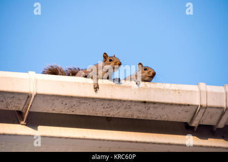 Two young squirrels on the roof: peeking over the gutter as they leave their nest in the attic of my house. Urban wildlife, Sheffield, UK Stock Photo