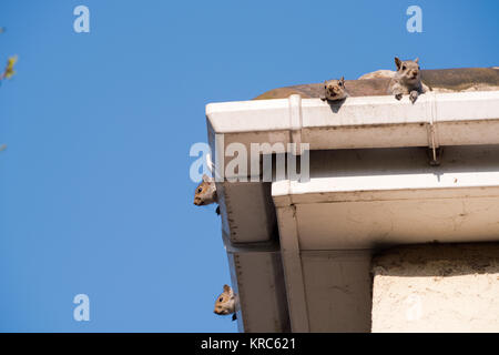 Two young squirrels on the roof: peeking over the gutter as they leave their nest in the attic of my house. Urban wildlife, Sheffield, UK Stock Photo