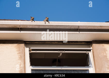 Two young squirrels on the roof: peeking over the gutter as they leave their nest in the attic of my house. Urban wildlife, Sheffield, UK Stock Photo