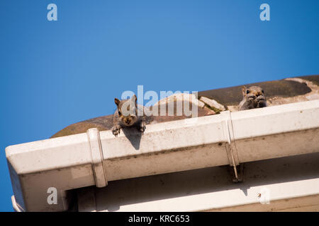 Two young squirrels on the roof: peeking over the gutter as they leave their nest in the attic of my house. Urban wildlife, Sheffield, UK Stock Photo