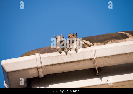 Two young squirrels on the roof: peeking over the gutter as they leave their nest in the attic of my house. Urban wildlife, Sheffield, UK Stock Photo