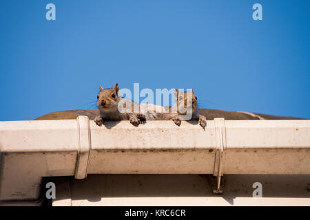 Two young squirrels on the roof: peeking over the gutter as they leave their nest in the attic of my house. Urban wildlife, Sheffield, UK Stock Photo