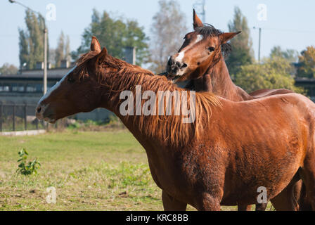 Natura 2000, Brzezinka, Poland, Europe. two horses at play Stock Photo