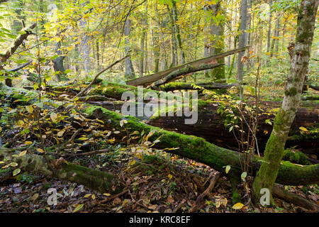 autumn forest landscape with broken trees Stock Photo