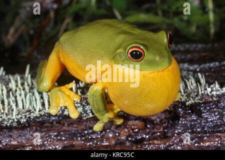 Red-eyed Tree Frog Litoria chloris Large colourful tree from Eastern Australia Male calling Stock Photo