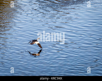 Eurasian Widgeon Flying over Water Stock Photo
