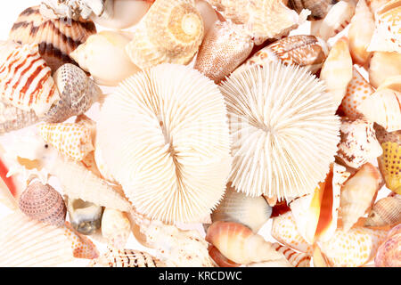 background of different types of sea shells Stock Photo