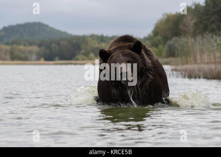 Brown Bear ( Ursus arctos ), powerful adult, running through water of a lake, seems to be agressive, belligerent, frontal shot, Europe. Stock Photo