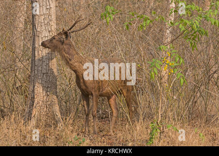 Sambar Deer in the Forest Stock Photo