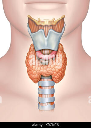 Anatomy of the thyroid gland. Digital illustration. Stock Photo