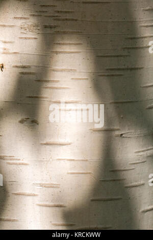 White tree bark of a birch and shadows Stock Photo