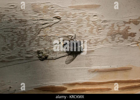 White tree bark of a birch and a black fly Stock Photo