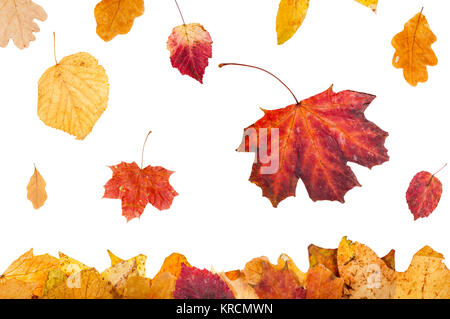 yellow and red leaves falling on leaf litter Stock Photo