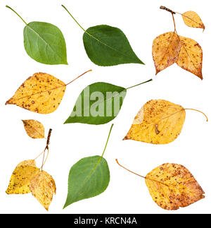 set from green and yellow autumn leaves of poplar Stock Photo