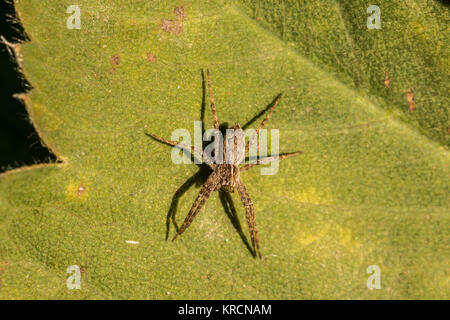 Little spider on a green leaf in the park Stock Photo