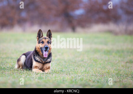 German shepherd dog Stock Photo