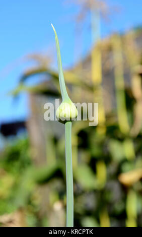 Garlic scape in a vegetable garden Stock Photo