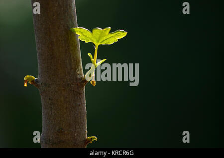 close up branch with young leaves on a tree trunk Stock Photo