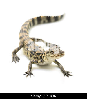 young crocodile on white background Stock Photo