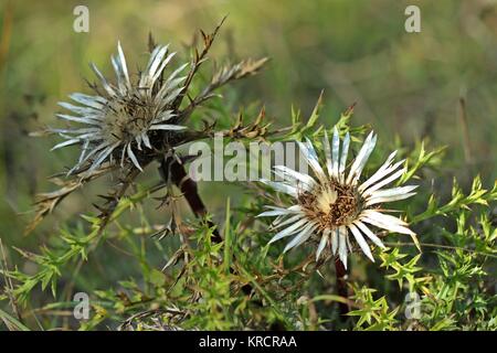 krausblatt silver thistle (carlina acaulis ssp. caulescens) Stock Photo