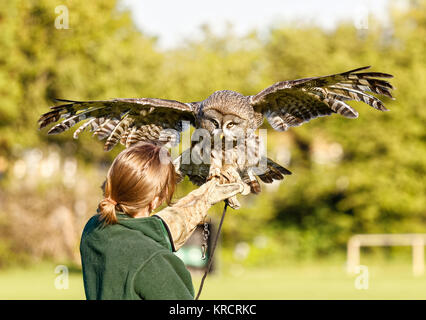 European Eagle owl on gloved hand. Stock Photo
