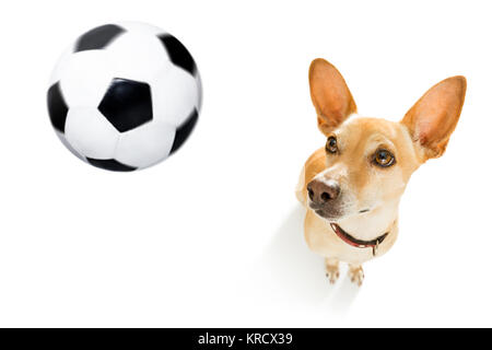 soccer podenco dog playing with leather ball  , isolated on white background, wide angle fisheye view Stock Photo