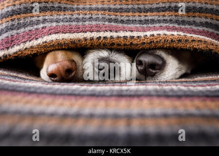 couple of dogs in love sleeping together under the blanket in bed , warm and cozy and cuddly Stock Photo