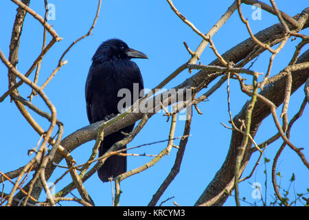 Carrion crow or Corvus corone perches on branch Stock Photo