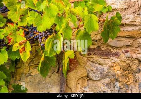 Red grapes on stone wall background Stock Photo